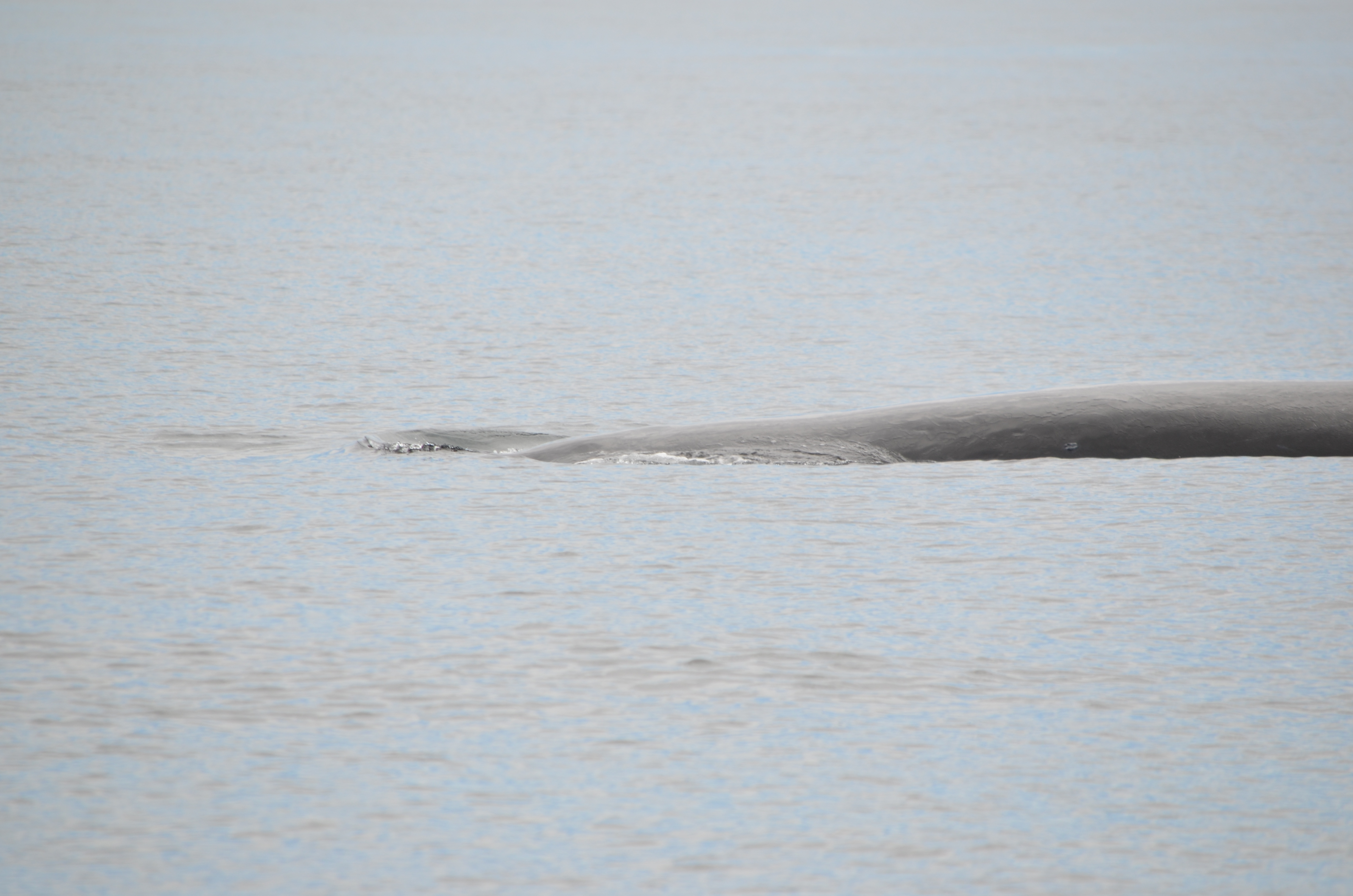 photos/wildlife/Mammal_Species/Humpback Whale/DSC_0040.JPG